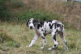 DOGUE ALLEMAND 938